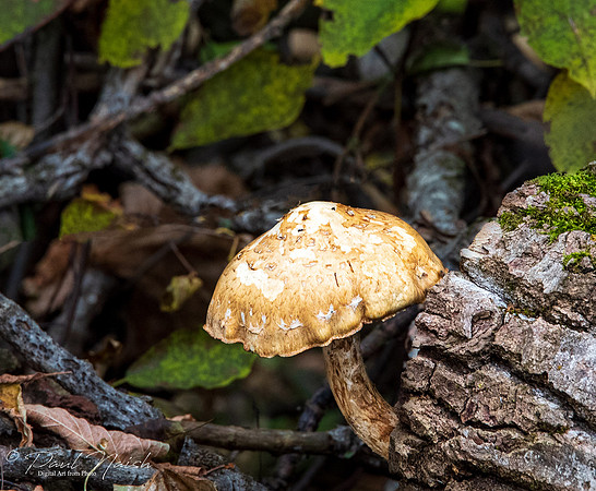 (art) Fungus