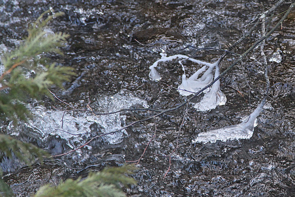 Coyote Trail Jan 20/21