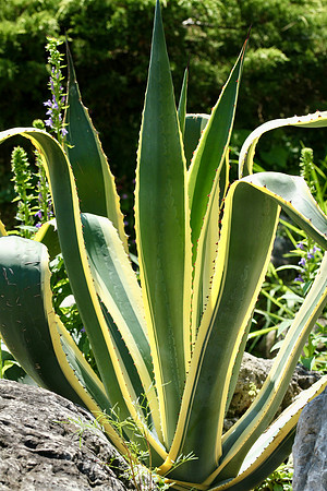 Oshawa Botanical Gardens Aug 2/2021