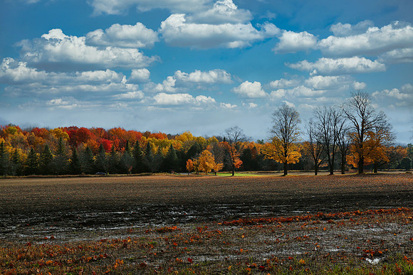 Pefferlaw Creek Farms Oct 20/2020