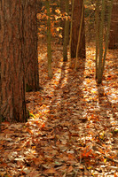 Walker Woods Nov 20/2020