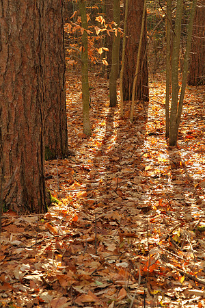 Walker Woods Nov 20/2020