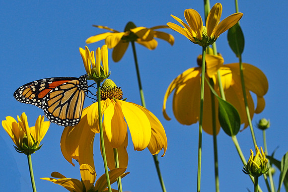 Oshawa Botanical Gardens Aug 2/2021