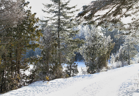 Secord Forest & Wildlife Jan 8/21