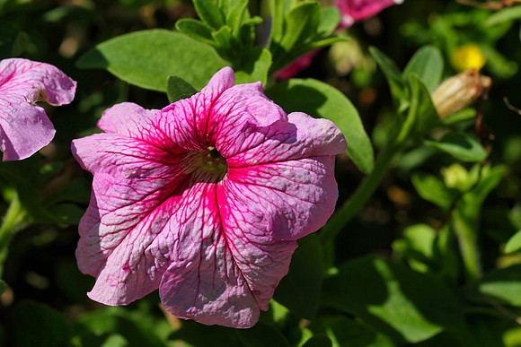 Oshawa Botanical Gardens Aug 2/2021