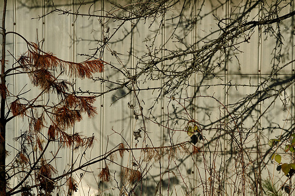Walker Woods Nov 20/2020
