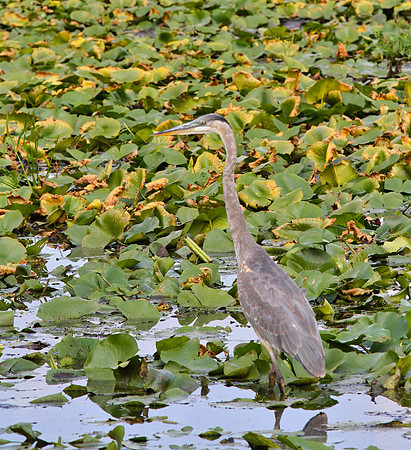 Lynde Shores Sept 15/2020