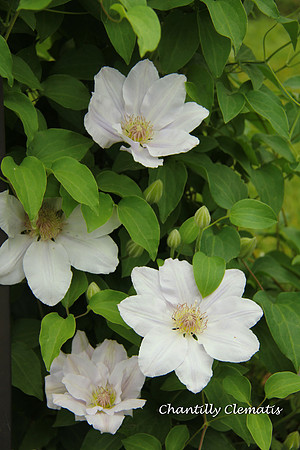 Chantilly Clematis