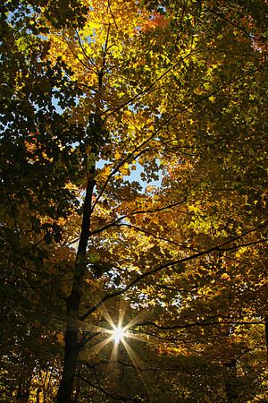 Purple Woods Conservation Area Oct 13/2020