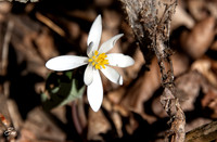 Bloodroot Flower