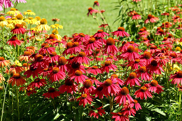 Oshawa Botanical Gardens Aug 2/2021
