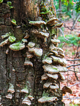 Unknown Mushroom