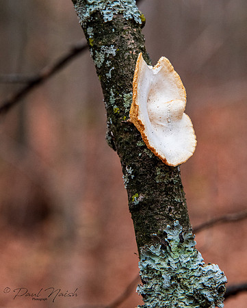Hexagonal-pored polypore (Neofavolus alveolaris)