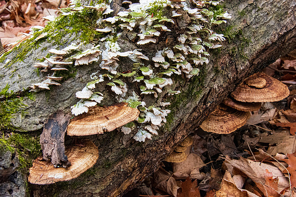 Blushing Bracket (Daedaleopsis confragosa) - Brown Mushroom.  Wh