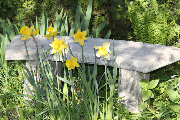 Daffodils  & Stone Bench