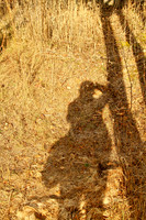 Walker Woods Nov 20/2020