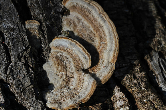 Drysdale Woods Mar 12/2021