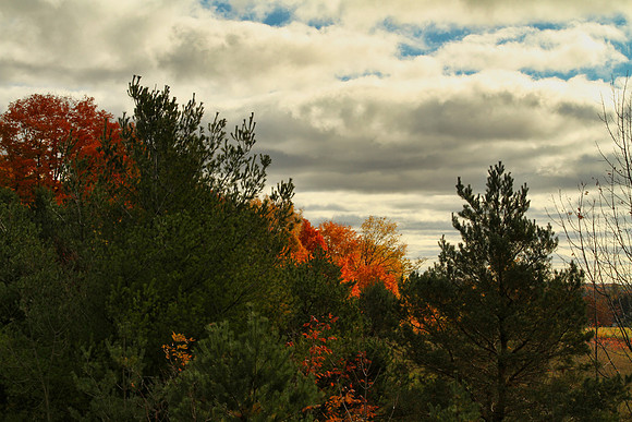 Purple Woods Conservation Area Oct 13/2020