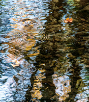 Reflections of Fall