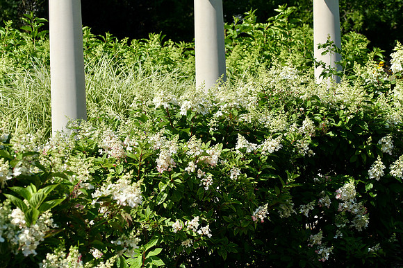 Oshawa Botanical Gardens Aug 2/2021