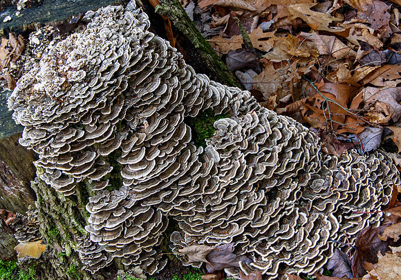 Turkey Tail