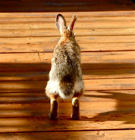 Bunny Hop