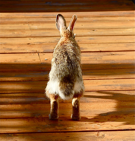 Bunny Hop