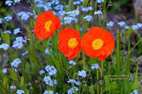 Orange Icelandic Poppies