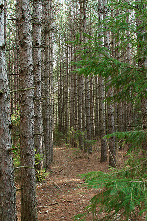 Walker Woods Nov 20/2020