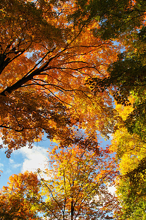 Purple Woods Conservation Area Oct 13/2020