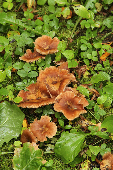 Rouge National Urban Park, Coyote Trail