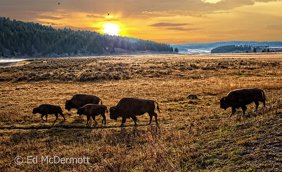 Bison at Sunrise