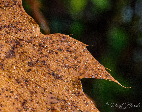 Droplets on Oak Leaf