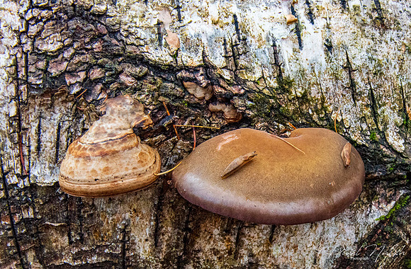Hoof Fungus (left), Birch Polypore (right)