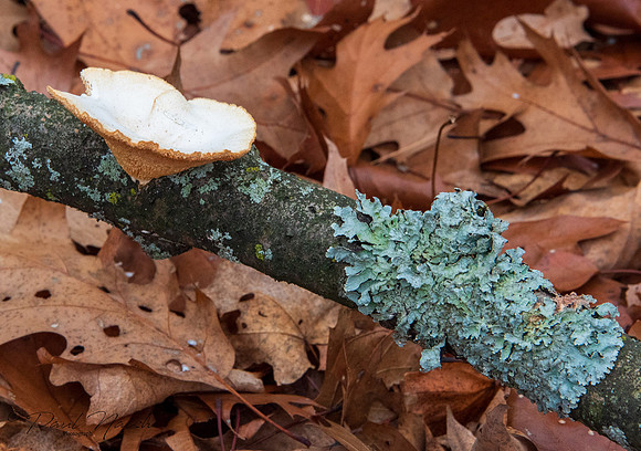 Hexagonal-pored polypore (Neofavolus alveolaris)