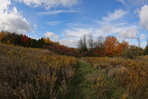 Pefferlaw Creek Farms Oct 20/2020