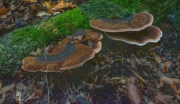 Bracket Fungi Group