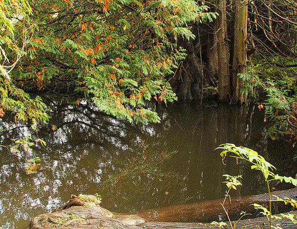 Rouge National Urban Park, Coyote Trail