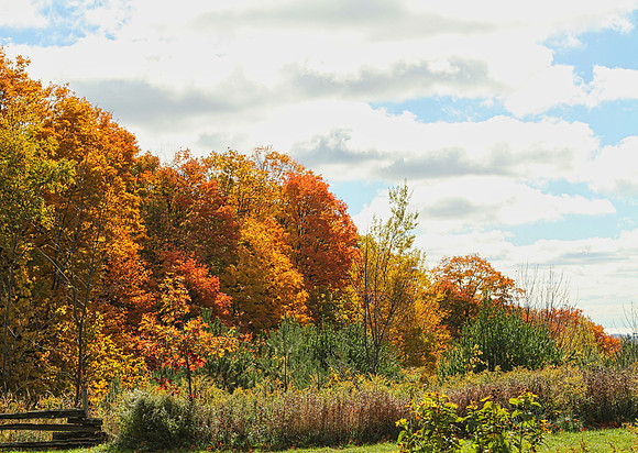 Purple Woods Conservation Area Oct 13/2020