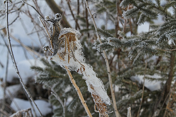 Secord Forest & Wildlife Jan 8/21