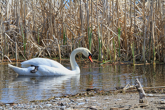 Lynde Shores May 5,2022