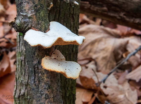 Hexagonal-pored polypore (Neofavolus alveolaris)