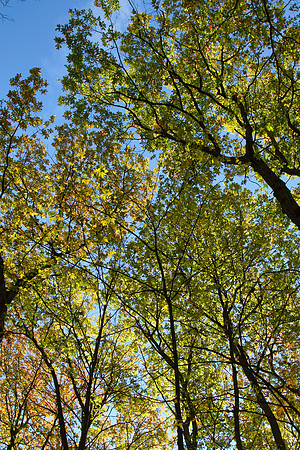 Scout Tract Nov 2/2021