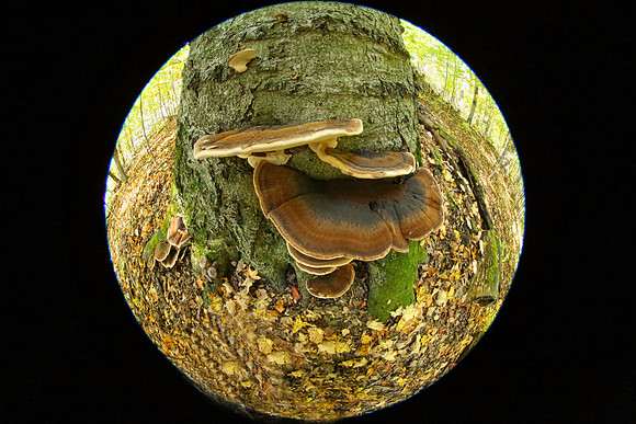 Purple Woods Conservation Area Oct 12/2021