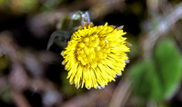 Paintbrush flower?