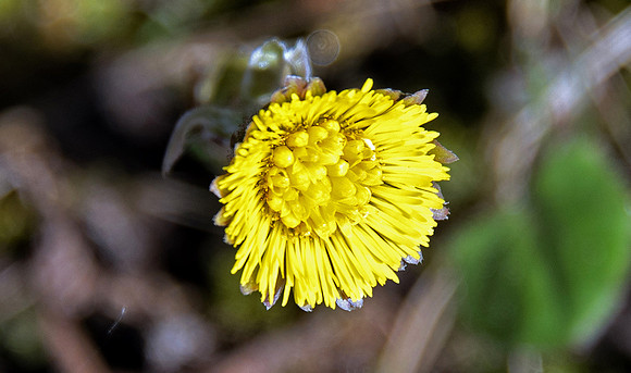 Paintbrush flower?