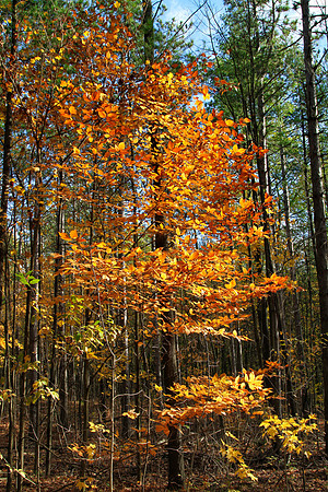 Scout Tract Nov 2/2021