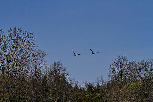 Lynde Shores May 5,2022