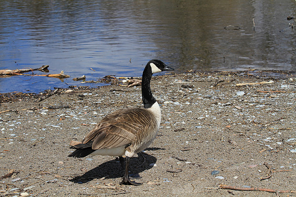 Lynde Shores Apr 19/2022