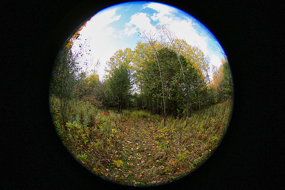 Pefferlaw Creek Farms Oct 20/2020